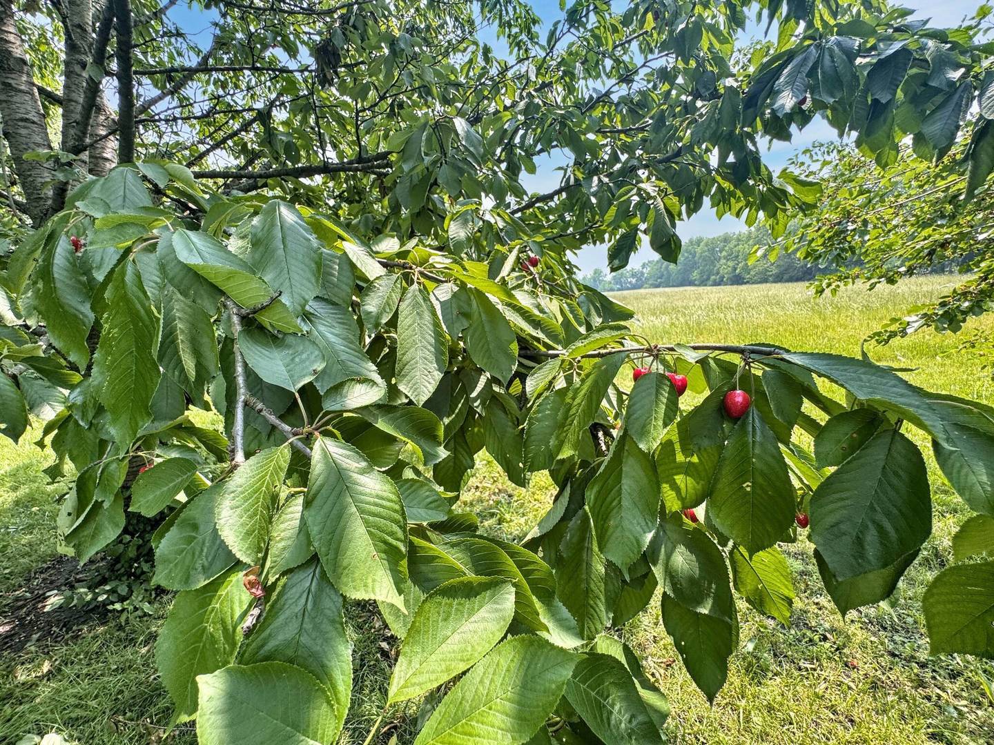 1204 W Reynolds Street, Pontiac, IL 61764