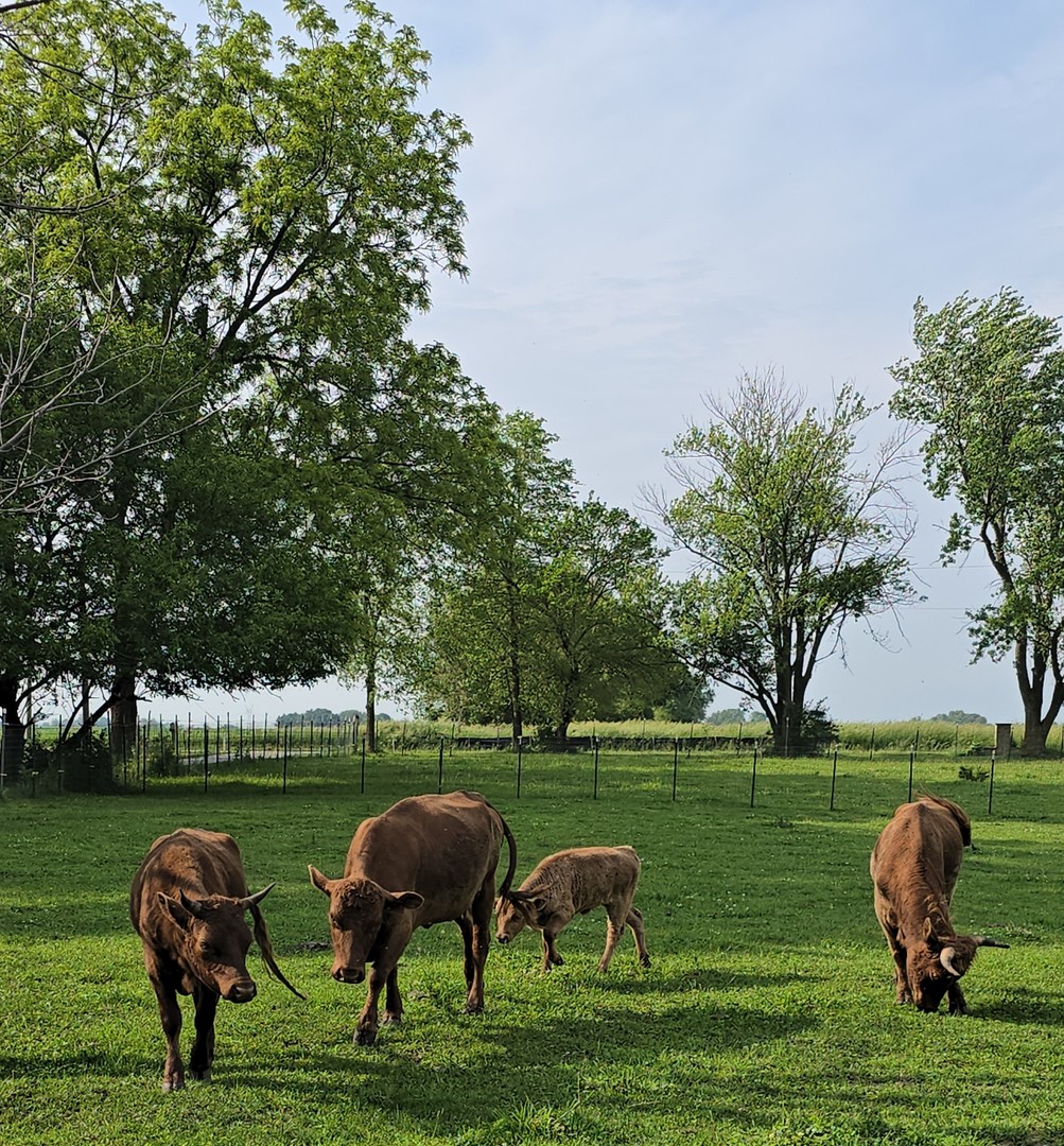 19583 W Goodwin Road, Wilmington, IL 60481