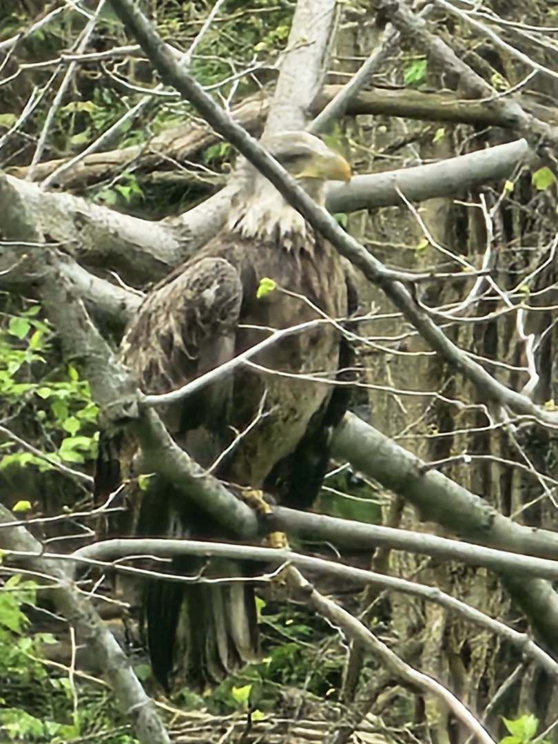 19583 W Goodwin Road, Wilmington, IL 60481