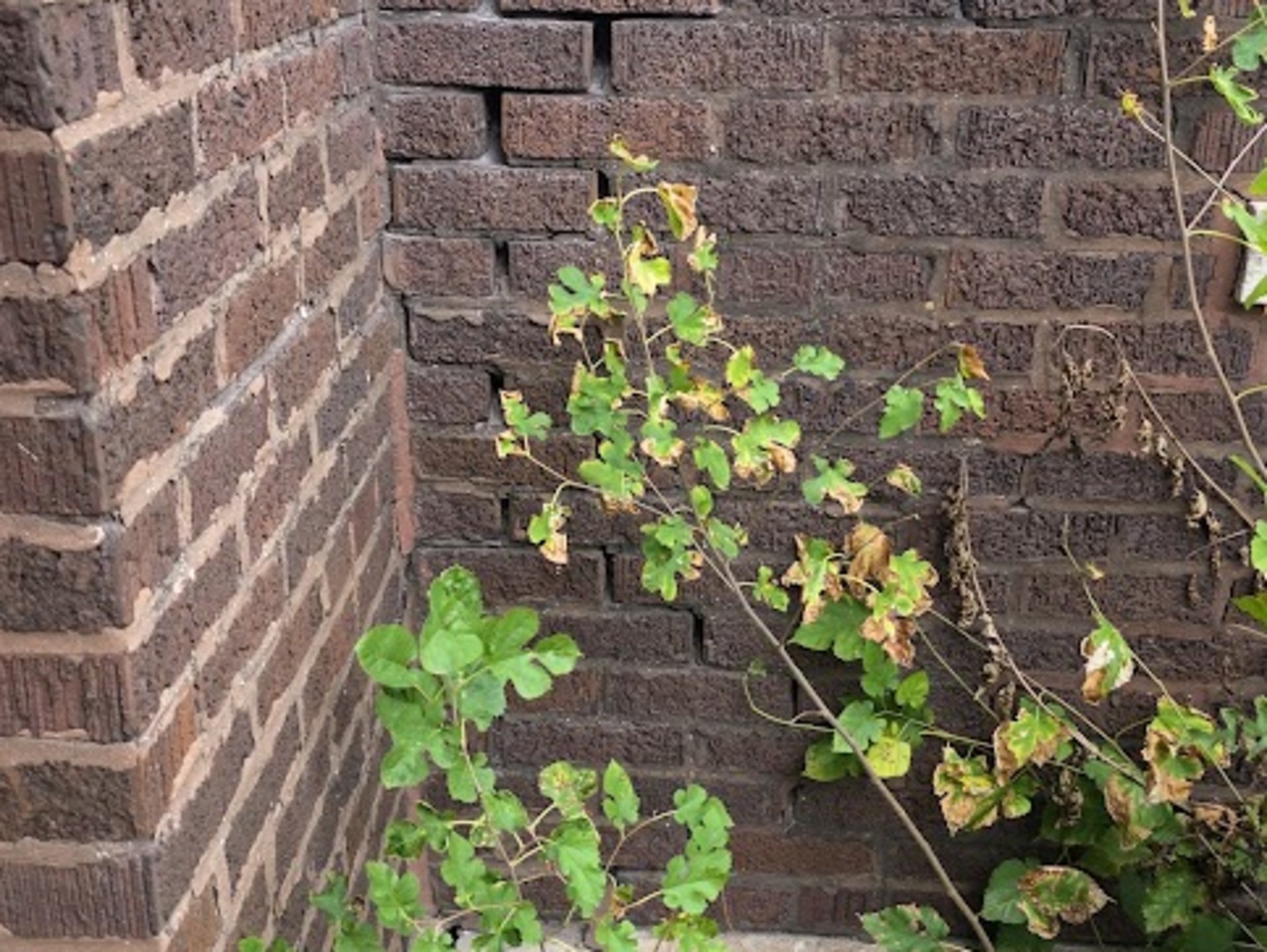 1314 58 th Court, Cicero, IL 60804