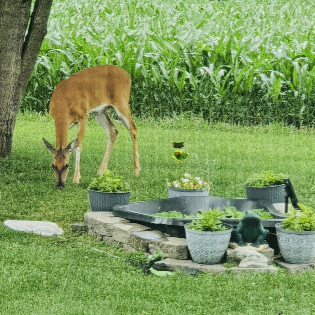 8533 N 1900 East Road, Bloomington, IL 61705