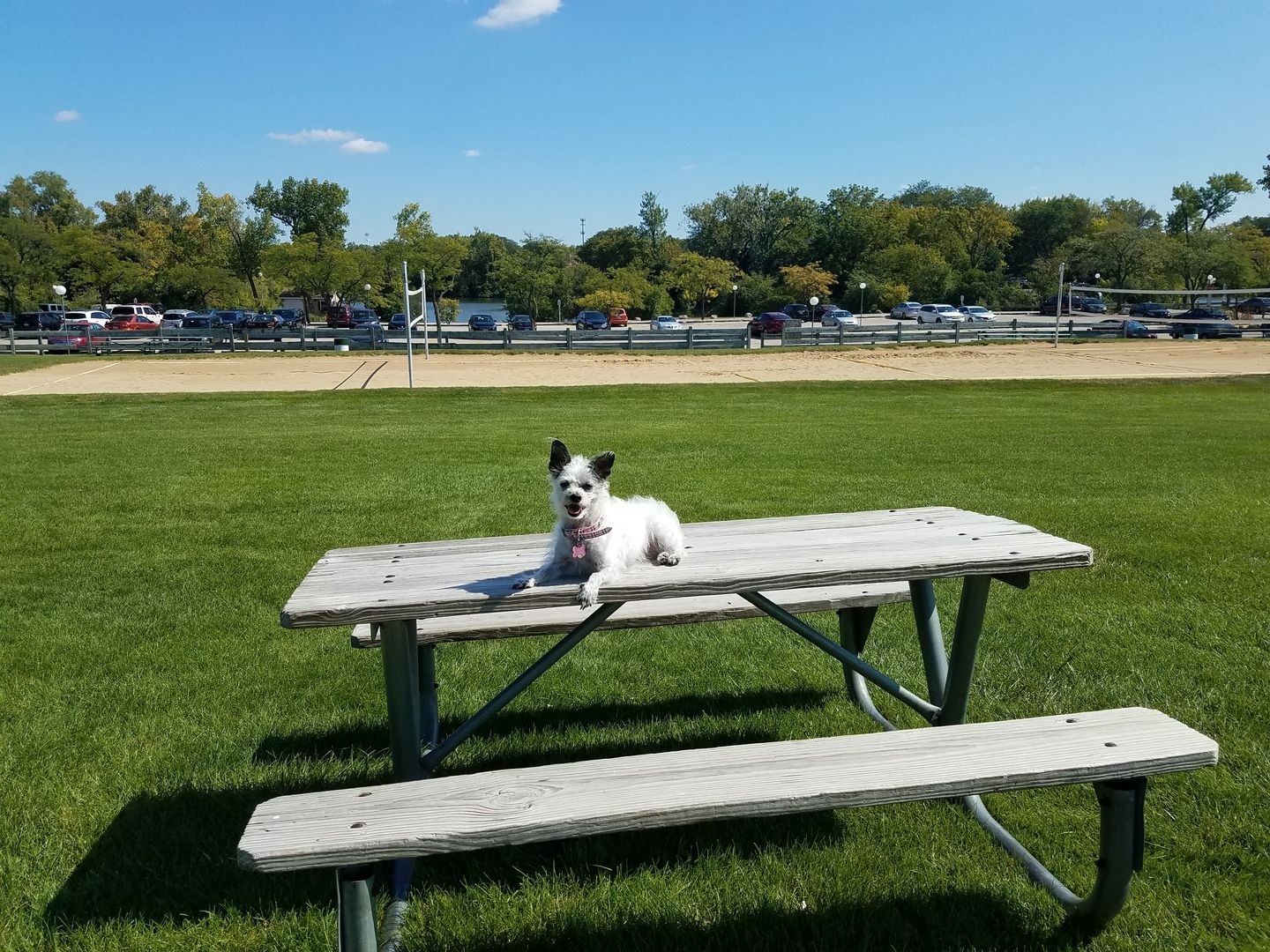 5600 Hillcrest Lane #2K, Lisle, IL 60532