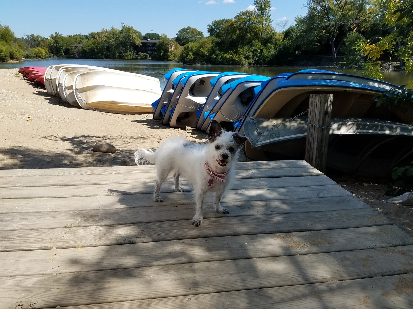 5600 Hillcrest Lane #2K, Lisle, IL 60532