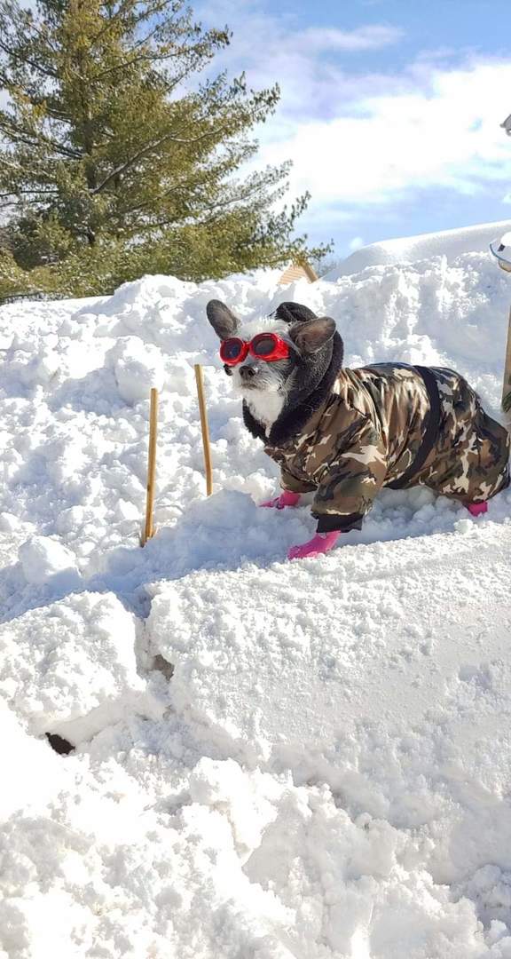 5600 Hillcrest Lane #2K, Lisle, IL 60532