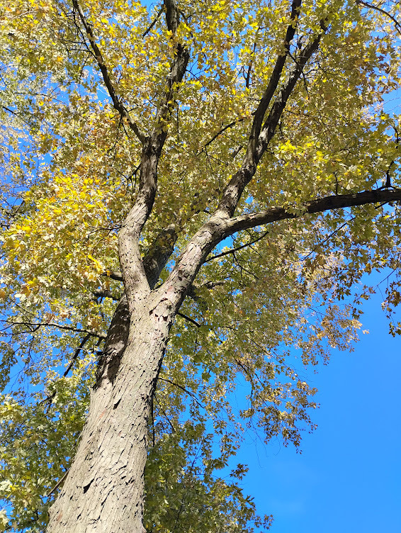 371 S Edison Avenue, Elgin, IL 60123