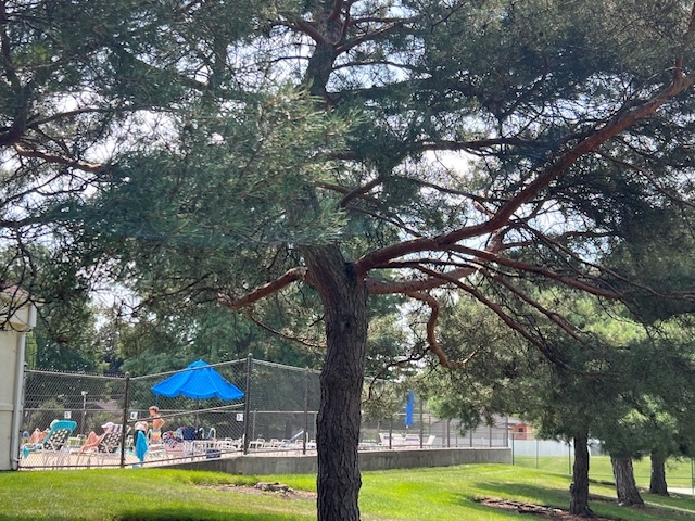 1505 E Central Road #303A, Arlington Heights, IL 60005