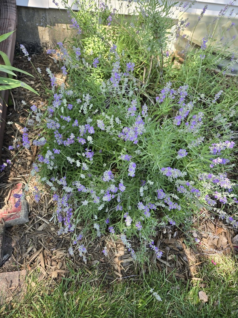 1259 Natchez Trace Circle, Naperville, IL 60540