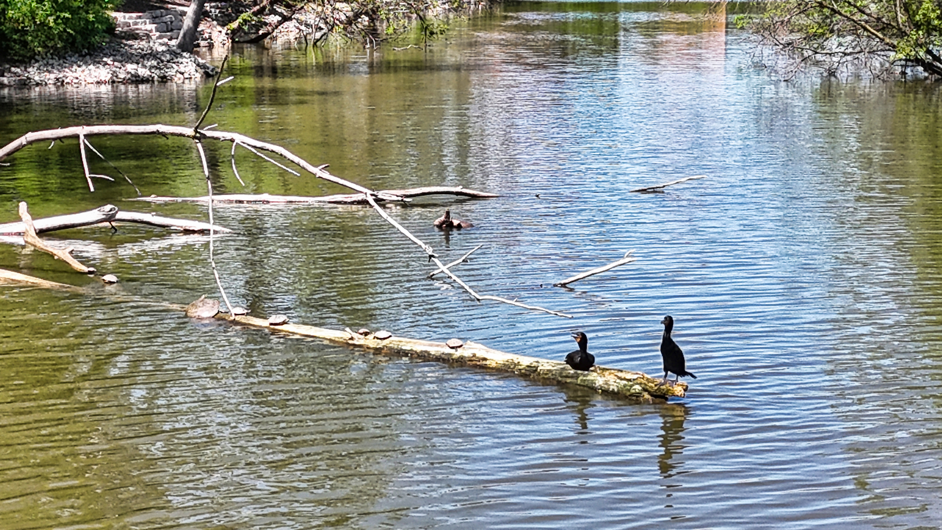 6008 LAKE Drive #1A, Lisle, IL 60532