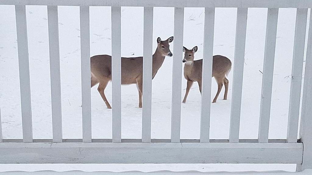 12255 Wildflower Lane, Huntley, IL 60142