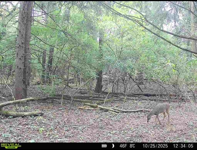 34531 S Lakeside Terrace, Wilmington, IL 60481