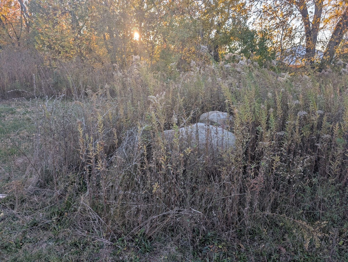 510 N Grove Street, Farmer City, IL 61842