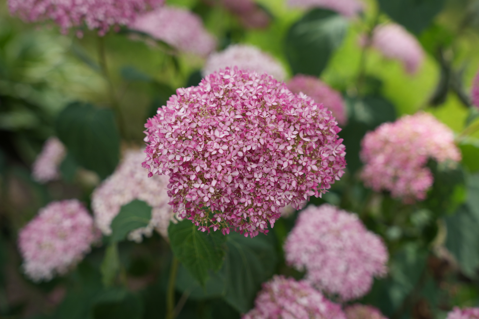 3819 Prairie Drive, Spring Grove, IL 60081