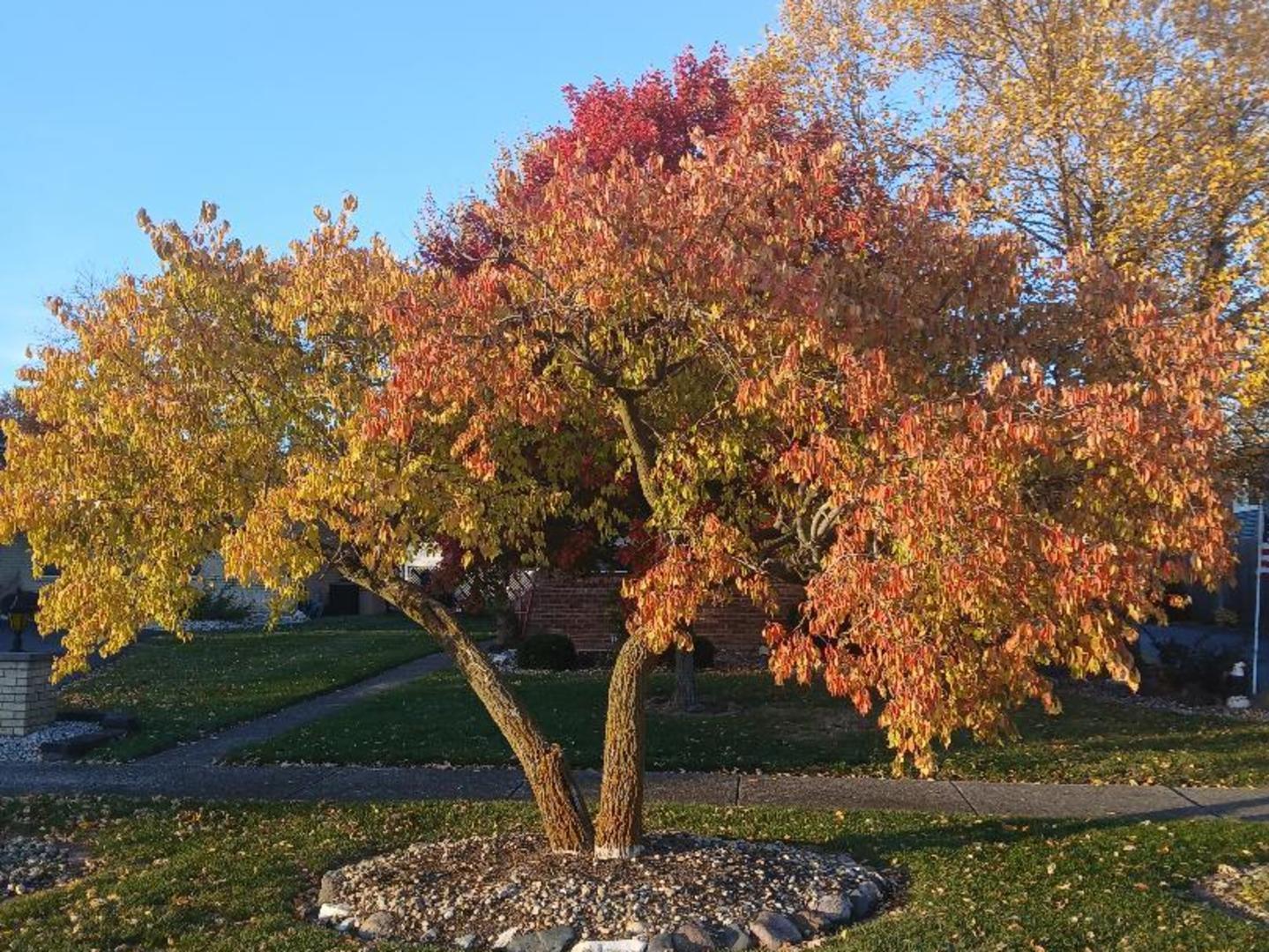 181 W 28th Street, South Chicago Heights, IL 60411