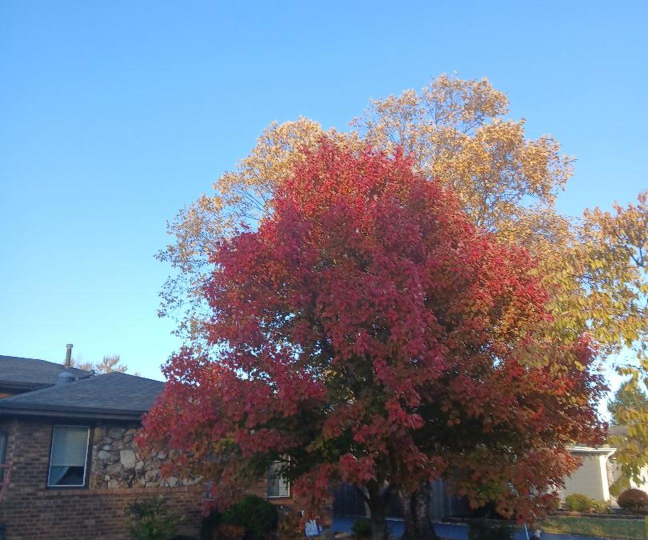 181 W 28th Street, South Chicago Heights, IL 60411