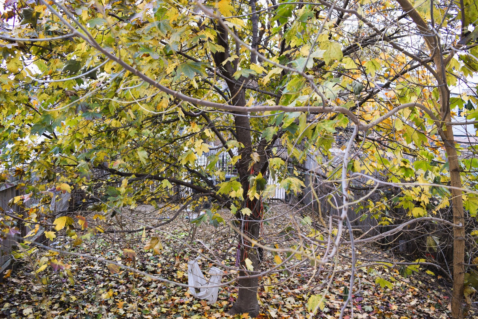 4252 W Gladys Avenue, Chicago, IL 60624