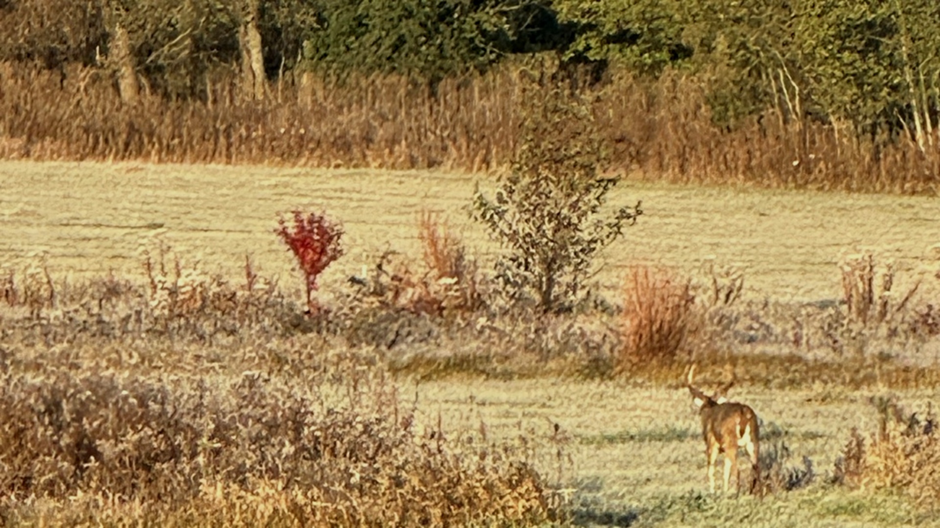 1834 Marne Road, Bolingbrook, IL 60490