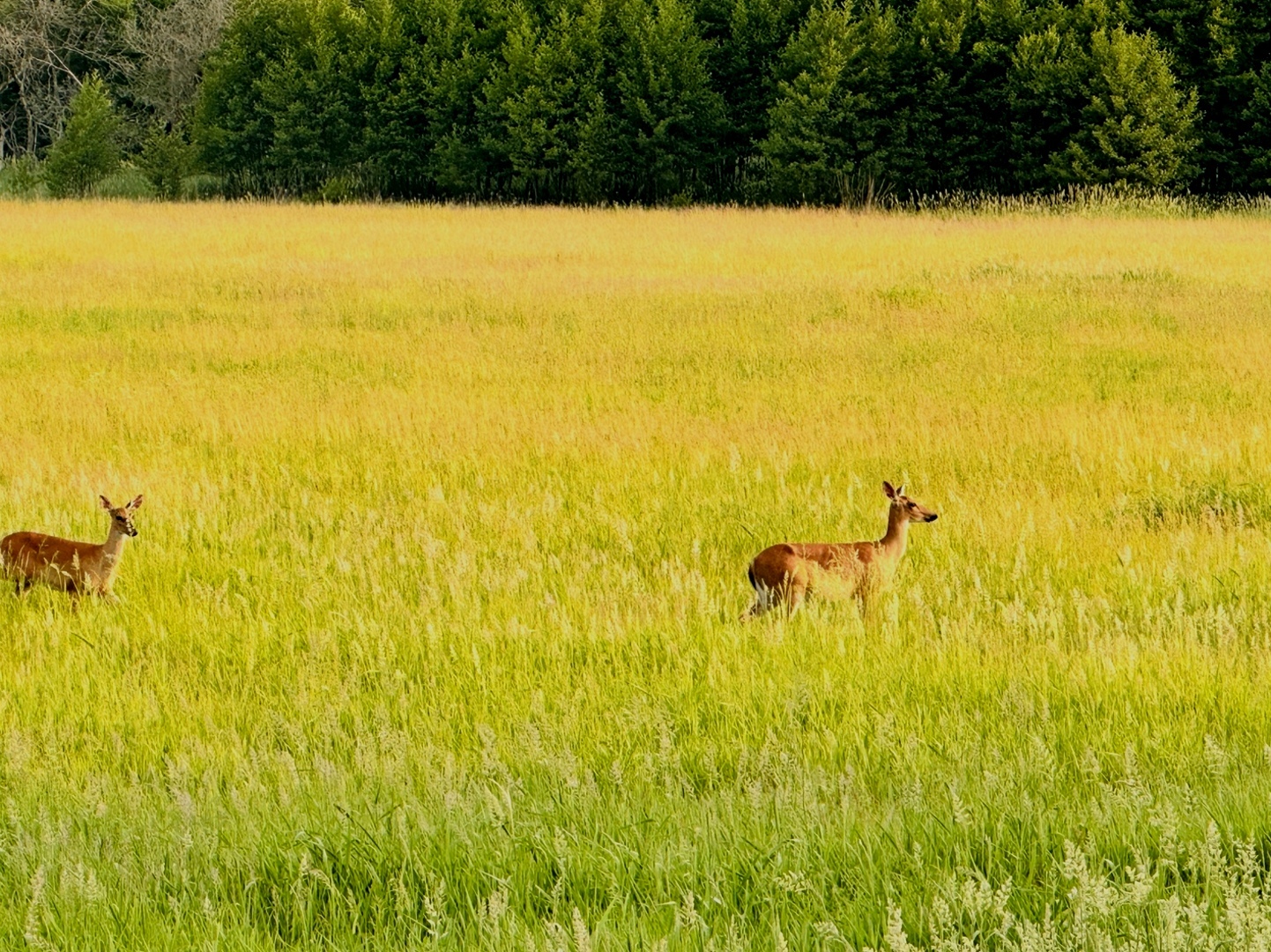 1834 Marne Road, Bolingbrook, IL 60490