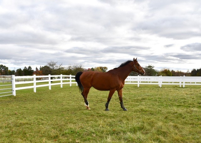 36968 N Thoroughbred Drive, Old Mill Creek, IL 60083