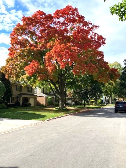 428 S Banbury Road, Arlington Heights, IL 60005