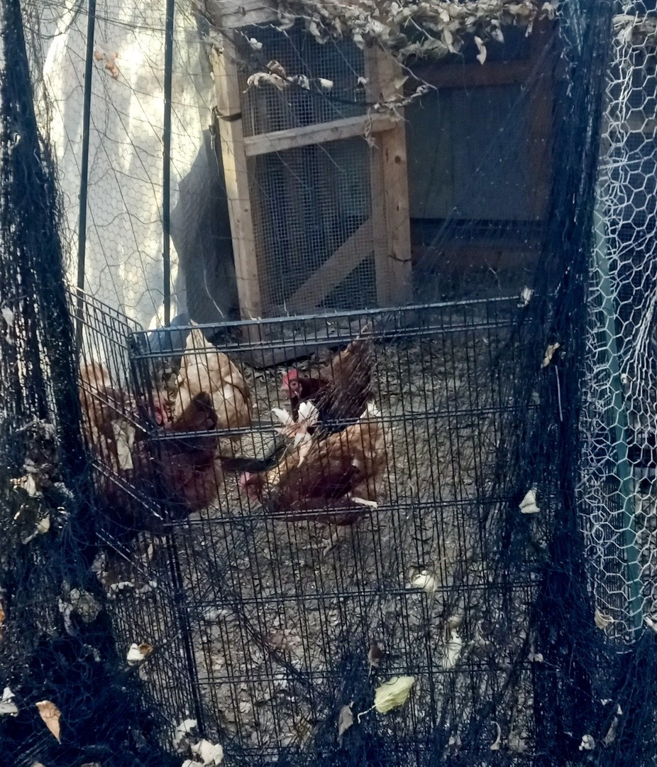 207 W Williams Street, Dwight, IL 60420