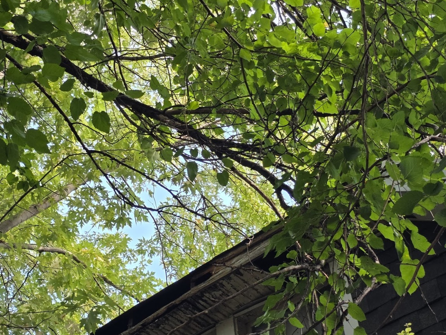 1314 58 th Court, Cicero, IL 60804