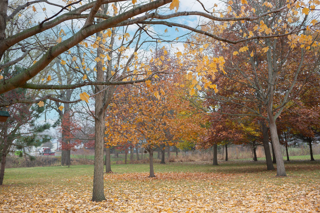 305 N Green Street, Roanoke, IL 61561