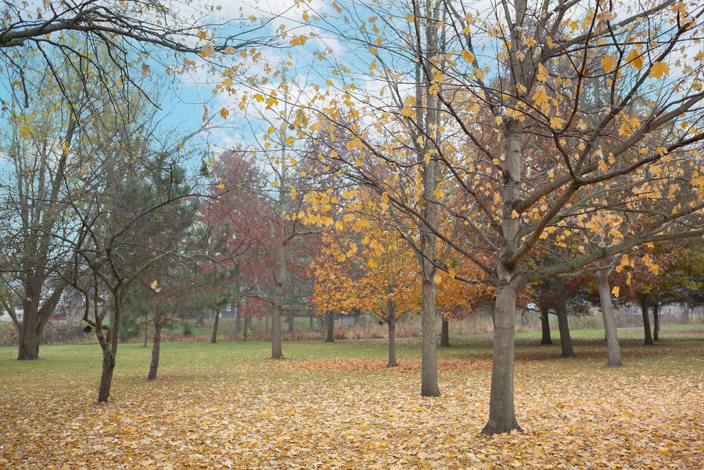 305 N Green Street, Roanoke, IL 61561