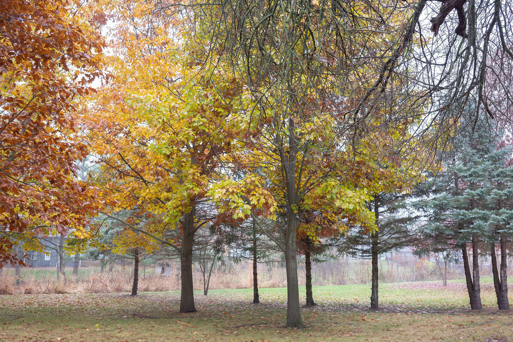 305 N Green Street, Roanoke, IL 61561