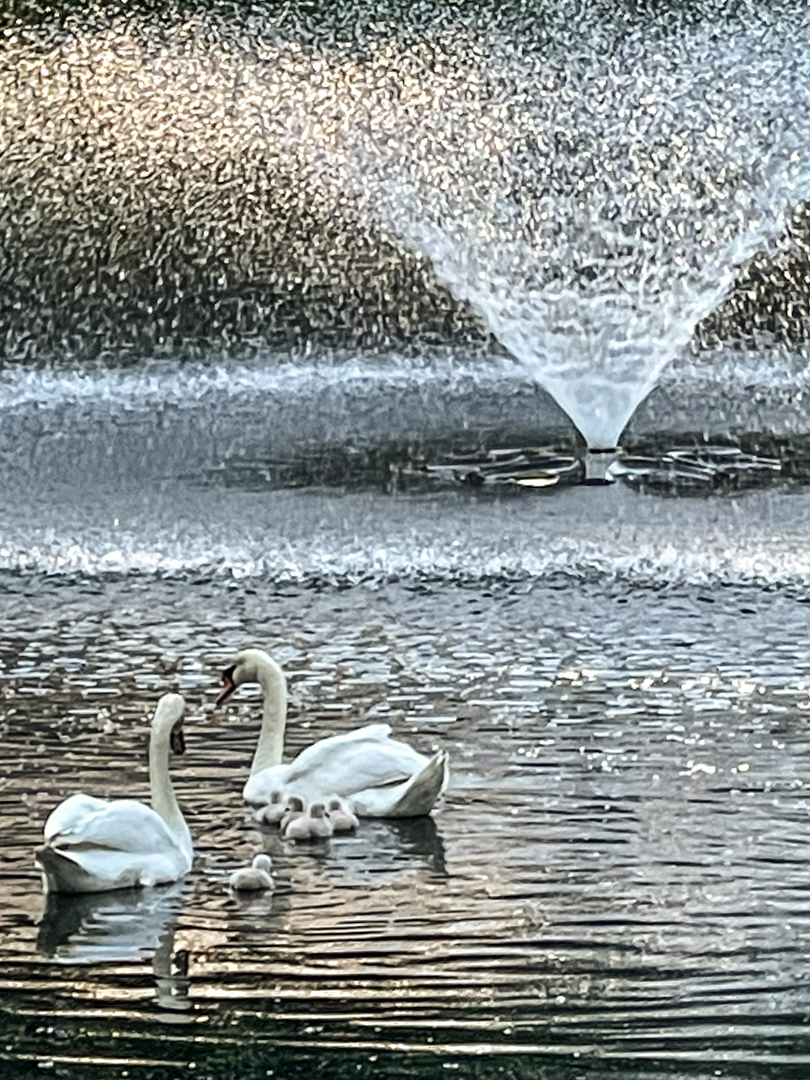 Park Ridge, IL 60068