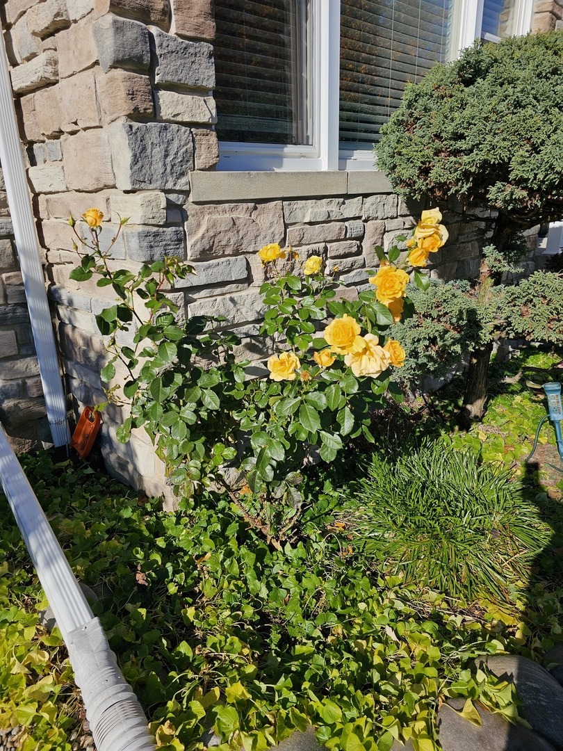 6372 N Sayre Avenue, Chicago, IL 60631