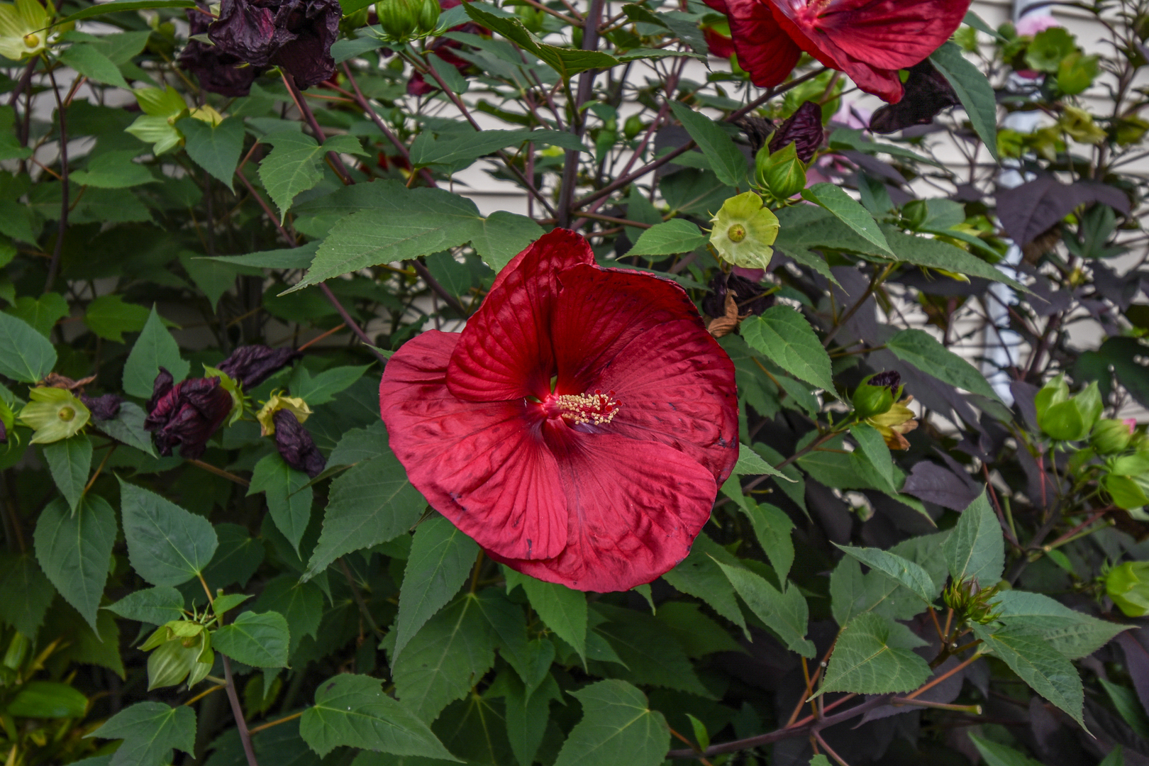 443 N Ash Street, Waukegan, IL 60085