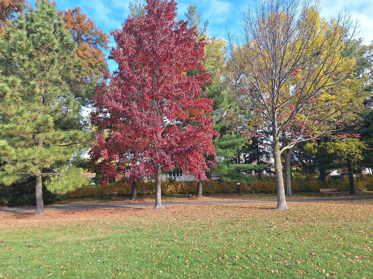 209 Herbert Street, Downers Grove, IL 60515