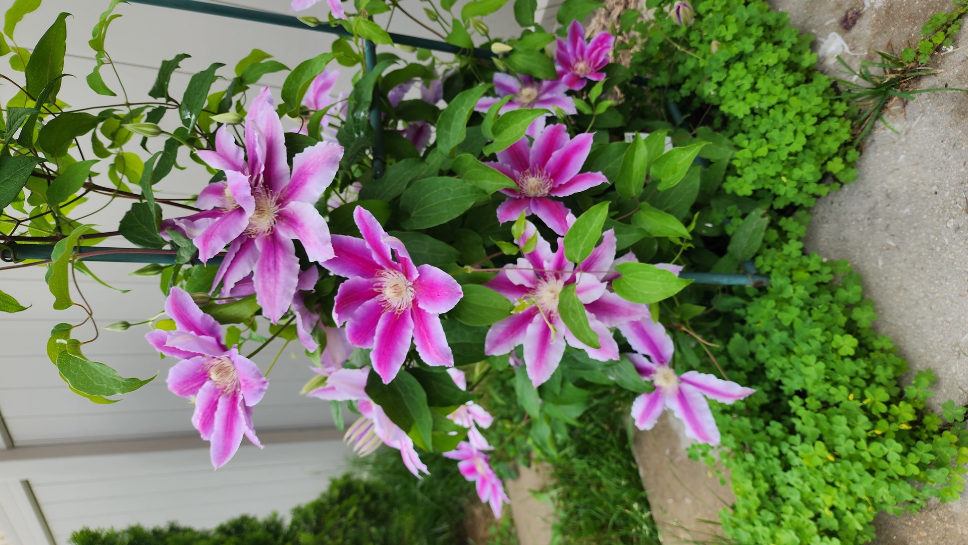 1770 W Windmill Court, Addison, IL 60101