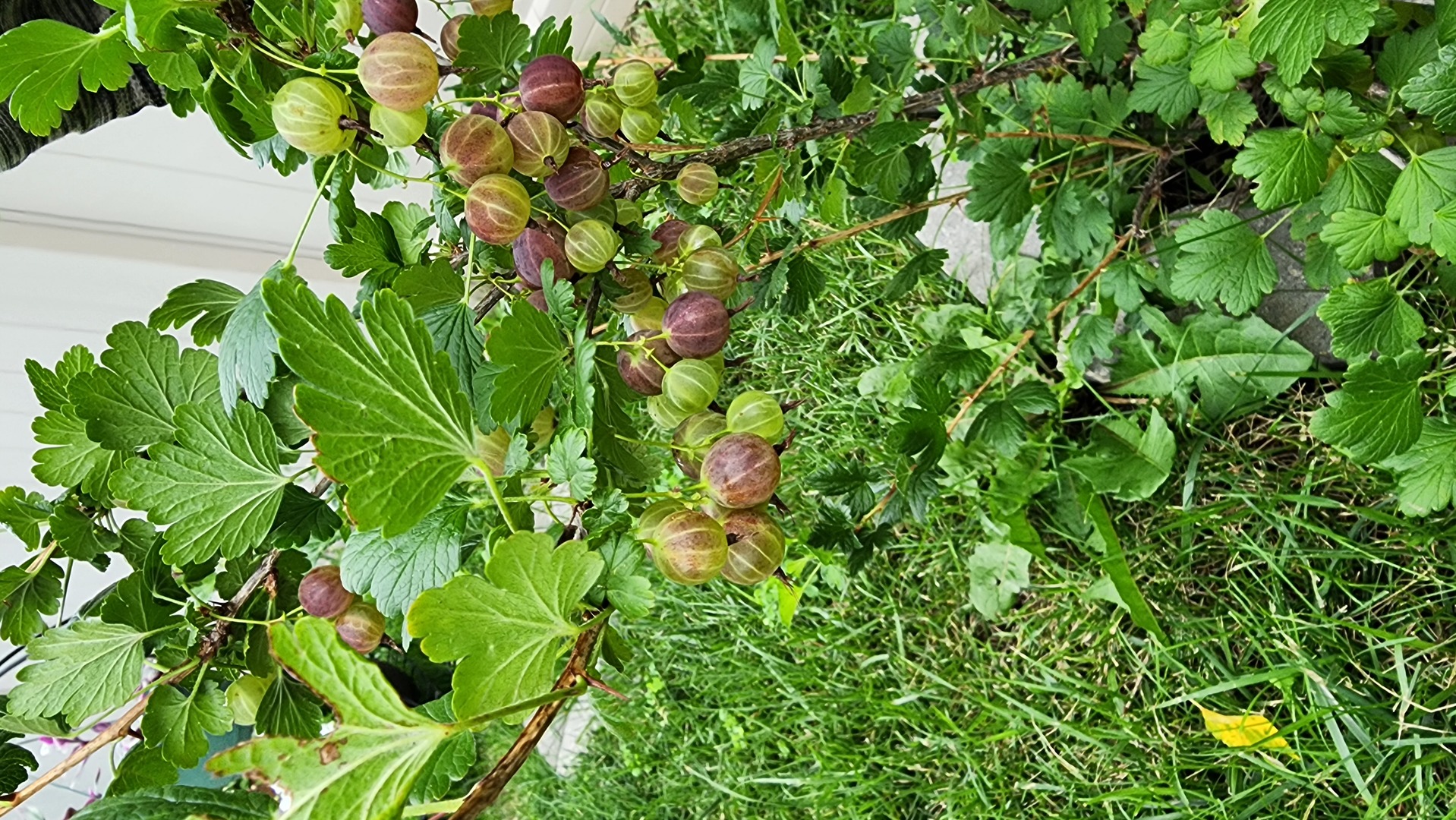 1770 W Windmill Court, Addison, IL 60101