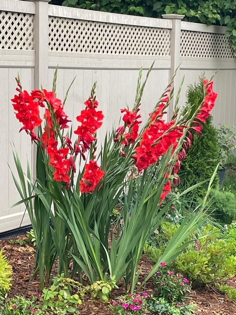 1770 W Windmill Court, Addison, IL 60101