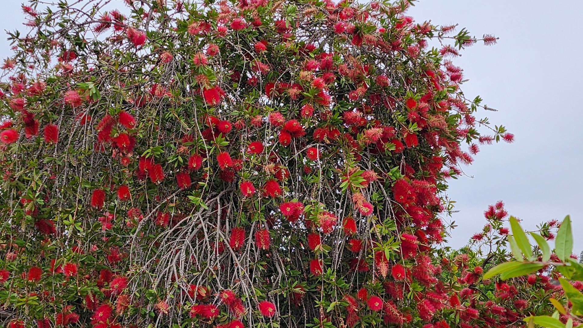 1770 W Windmill Court, Addison, IL 60101