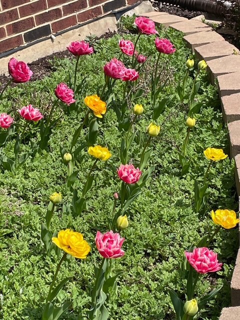 1770 W Windmill Court, Addison, IL 60101