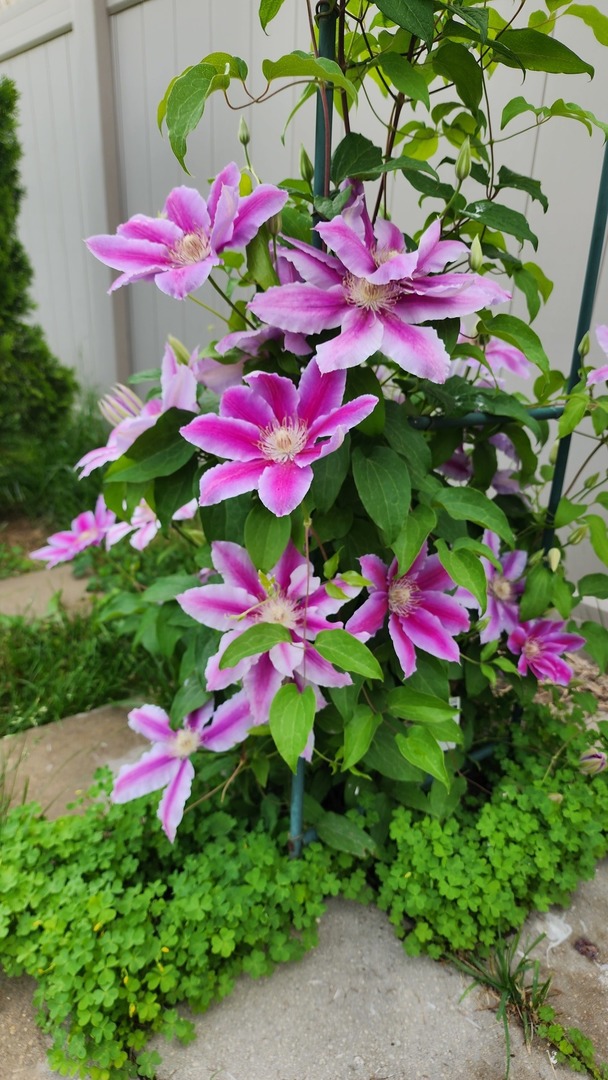 1770 W Windmill Court, Addison, IL 60101