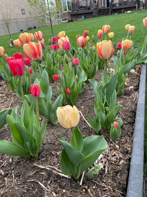 1770 W Windmill Court, Addison, IL 60101