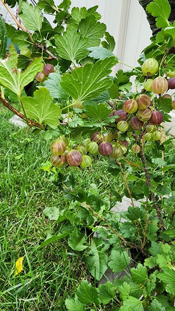 1770 W Windmill Court, Addison, IL 60101