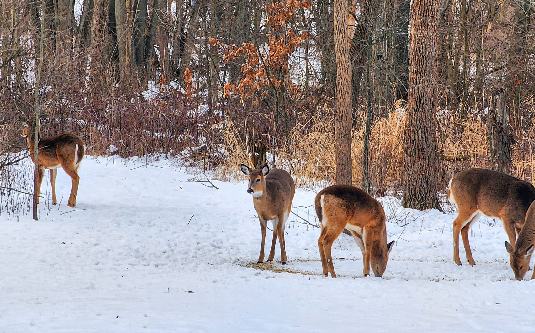 6205 W 177th Avenue, Lowell, IN 46356