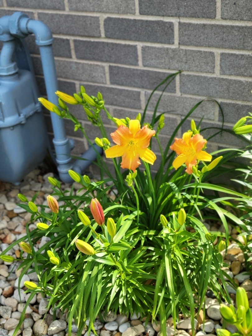 16417 66th Court, Tinley Park, IL 60477