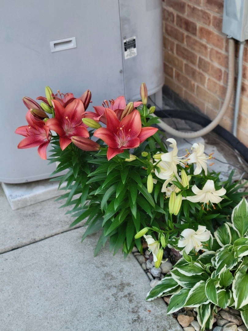 16417 66th Court, Tinley Park, IL 60477