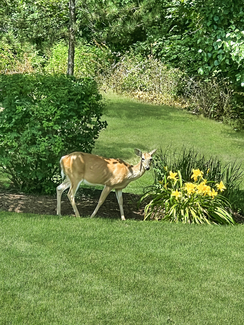 51 Crestview Drive, Oswego, IL 60543