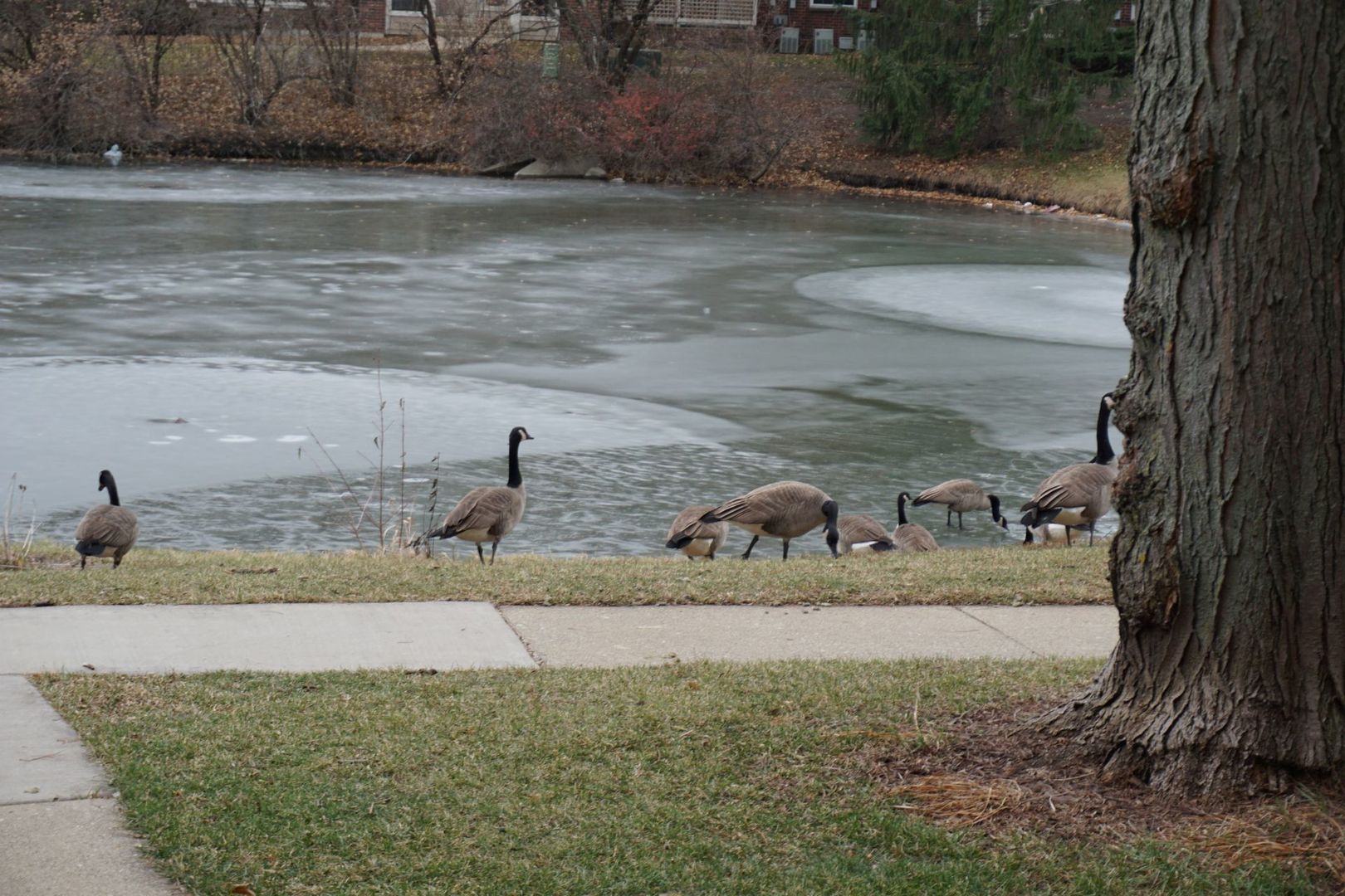 913 Casey Court #1, Schaumburg, IL 60173