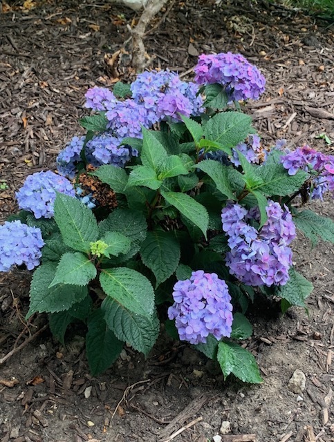 1616 STANTON Lane, Plainfield, IL 60586