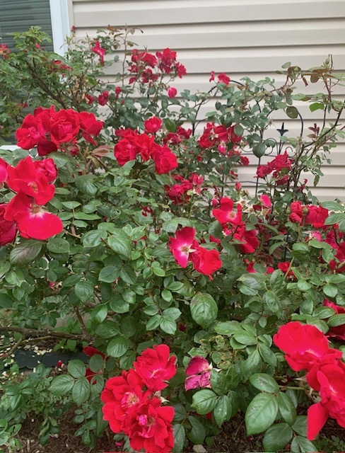 1616 STANTON Lane, Plainfield, IL 60586