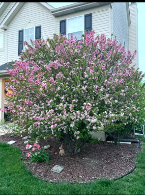 1616 STANTON Lane, Plainfield, IL 60586