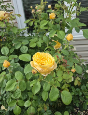 1616 STANTON Lane, Plainfield, IL 60586