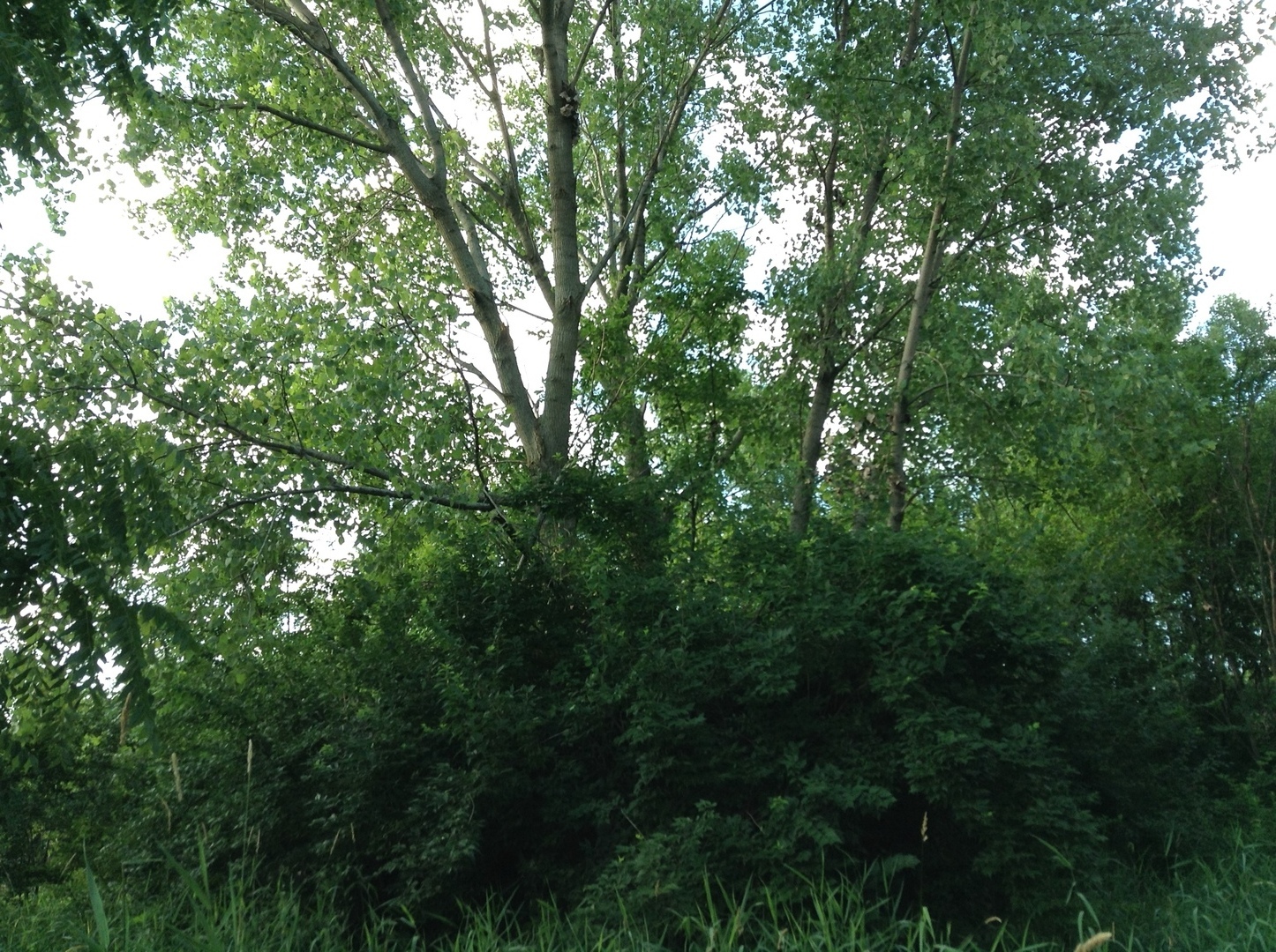 15450 W Purley Court, Homer Glen, IL 60491